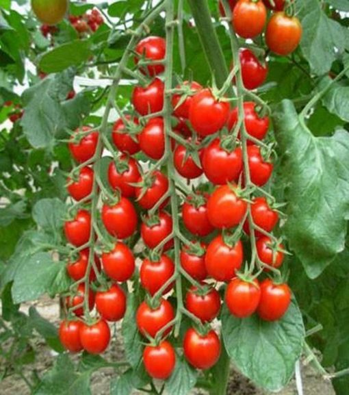 Cherry tomatoes seeds red (IMPORTED)