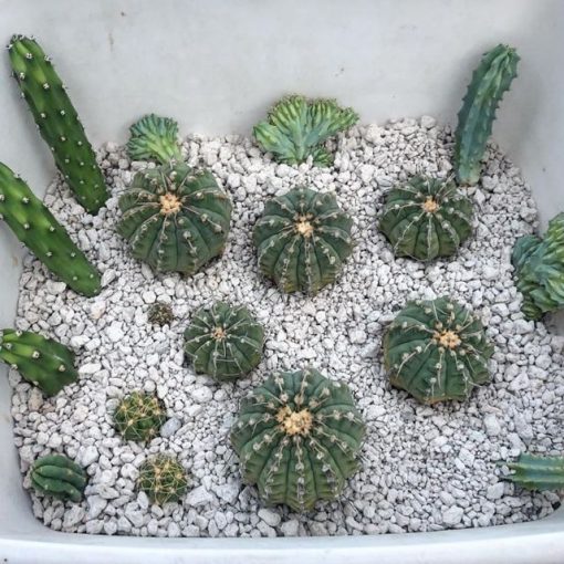 1Kg Pumice Stone for Cactus, Succulent and Bonsai Soil Mix – 2-4MM Lava Rock