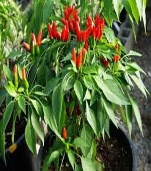 Thai Pepper Seeds (Hot Chilli Seeds) F1